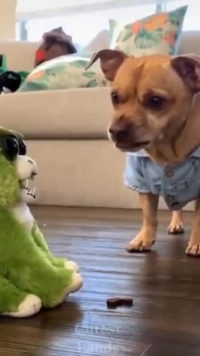 Dog vs toy for treat