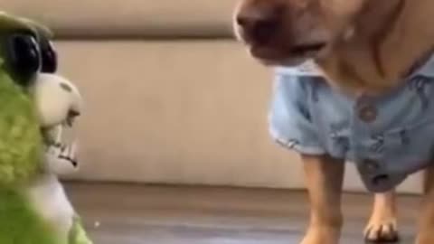 Dog vs toy for treat