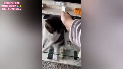 😂 Funniest Cats and Dogs Videos 😺🐶 || 🥰😹 Hilarious Animal Compilation №151 Animal Zone
