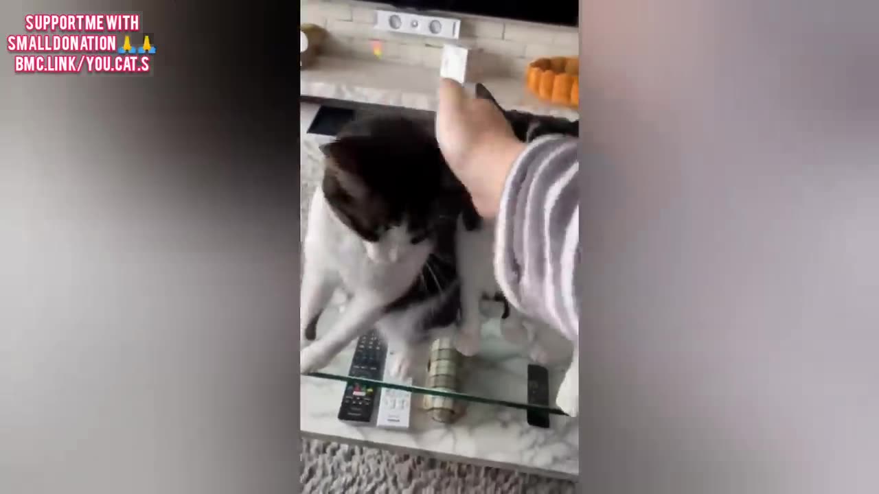 π Funniest Cats and Dogs Videos πΊπΆ || π₯°πΉ Hilarious Animal Compilation β151 Animal Zone