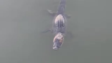 Florida Gator!