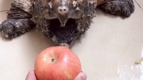 motionless is Wang Ba