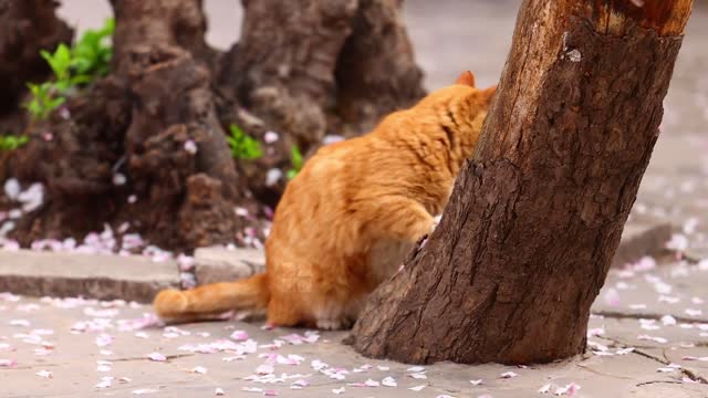 The yellow cat looks at the flowers under the tree