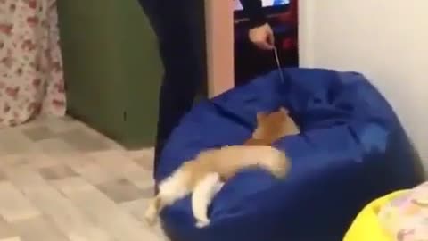 Funny Cat jump