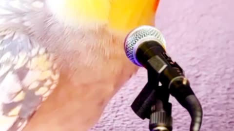 😍😍Woo Captivating Song! 😍😍 #shorts #shortsfeed #viral #short #viralvideo