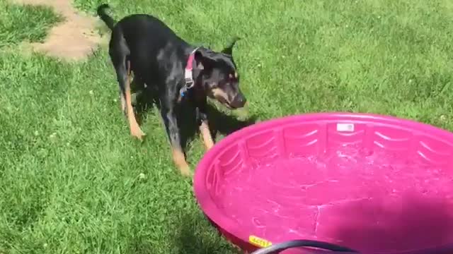 Dog Loves Taking a bath