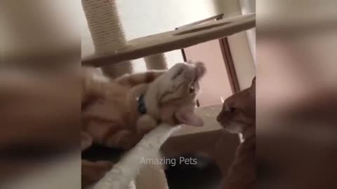 Funniest Cats and Dogs Video 2