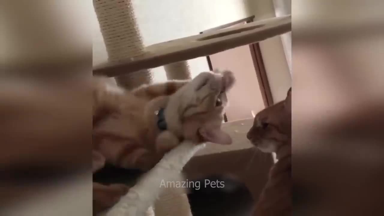 Funniest Cats and Dogs Video 2