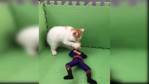 Cats Cute and Funny Cat Videos