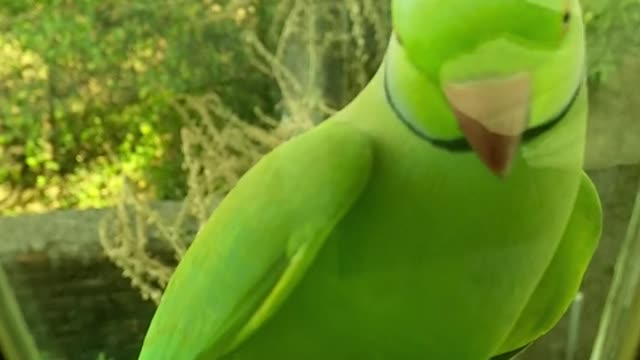 funny cute green parrot