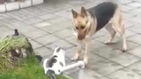 Dog And Cat friends