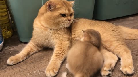 Daily cat father takes care of children