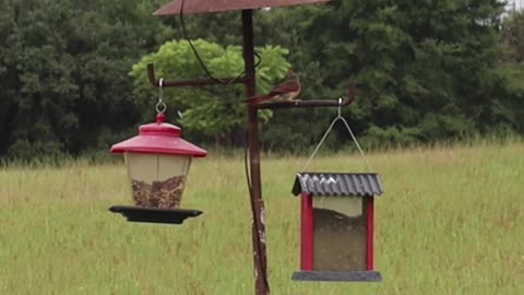 Young Squirrel vs 6000 Solar VOLTS