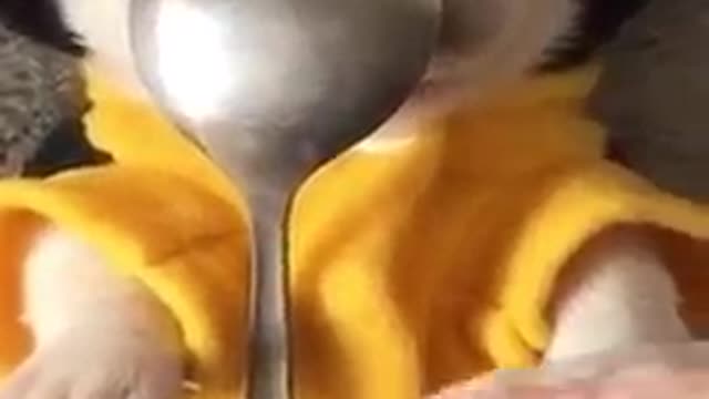 Funniest & Cutest Golden Puppies Birthday #2 - Funny Puppy Videos 2021