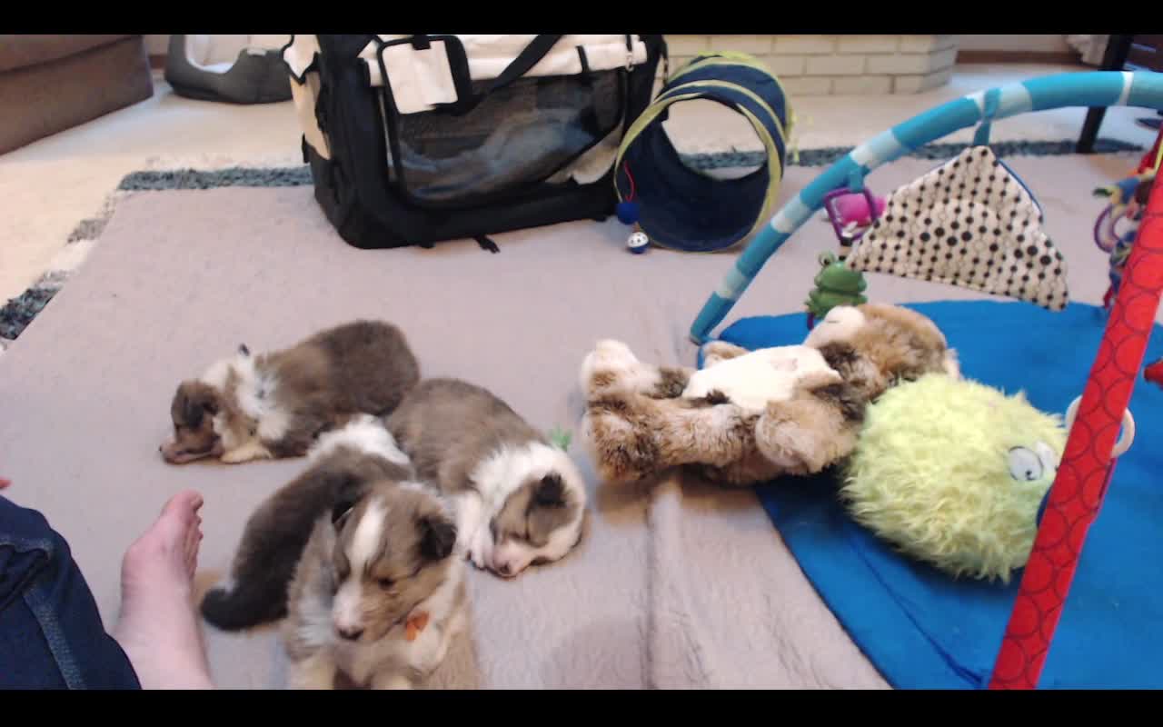 Woodruff Shelties "Heaven & Earth" PuppyCam 4 weeks old A, playtime