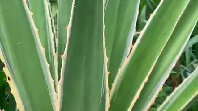 Just watch