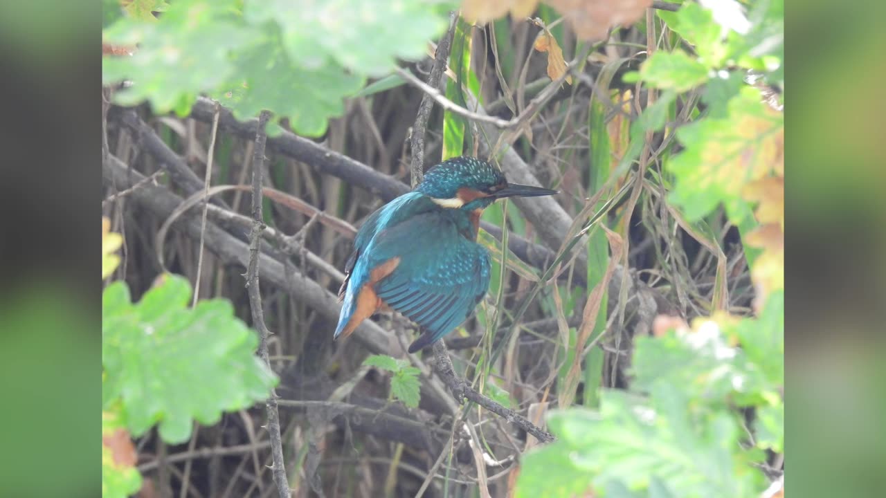 An afternoon spent watching a Kingfisher! YORKSHIRE WILDLIFE PARK