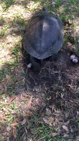 Freshwater hard shell turtle laying eggs