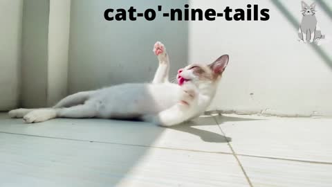 cat-o'-nine-tails 2022|#FunnyCo|Funny Animal Video