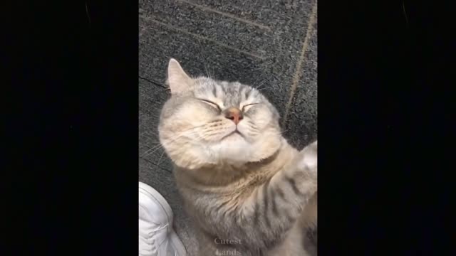 😅😻🐶amazing funny & Cute Pets | cant stop your laugh Compilation #02