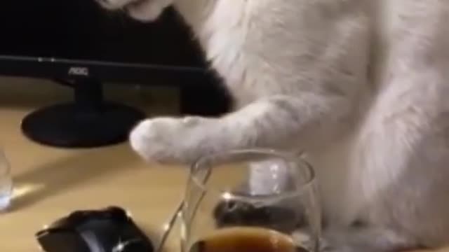 Cat Hilarious Reaction to her first time trying cola