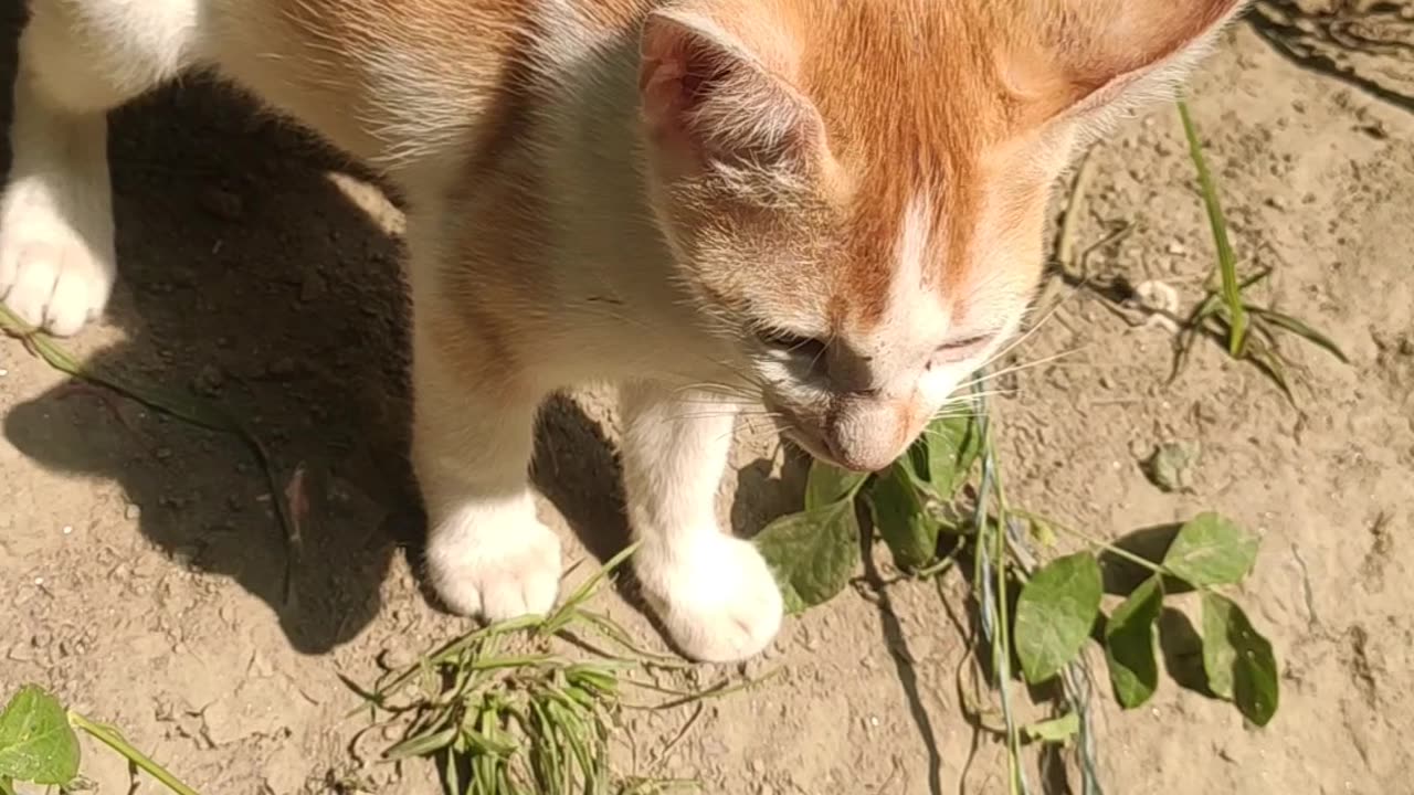 Cat Playing In the Field