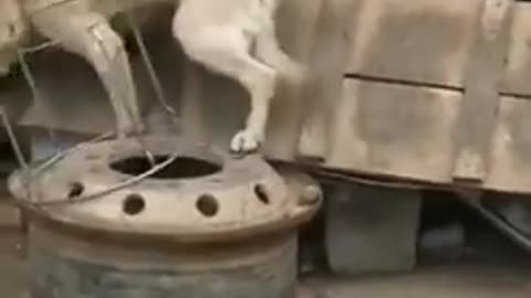 DOG AND CHICKEN FIGHT