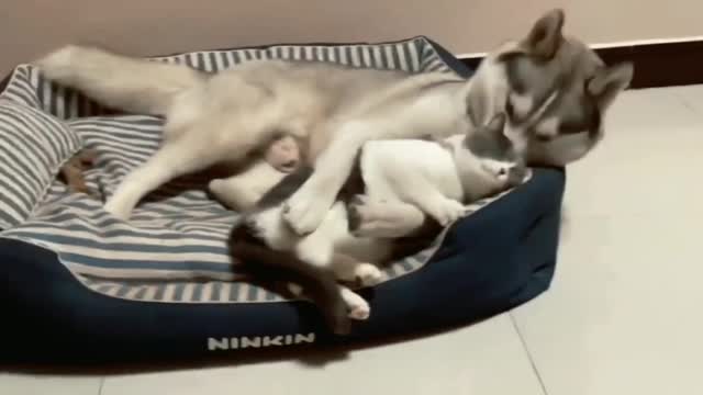 Cat and dog amazing , loving💗 video😍