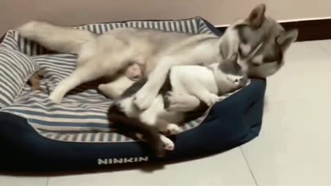 Cat and dog amazing , loving💗 video😍