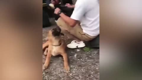 Funniest Animals 2023 😂 New Funny Cats and Dogs Videos 😻🐶 Part 1