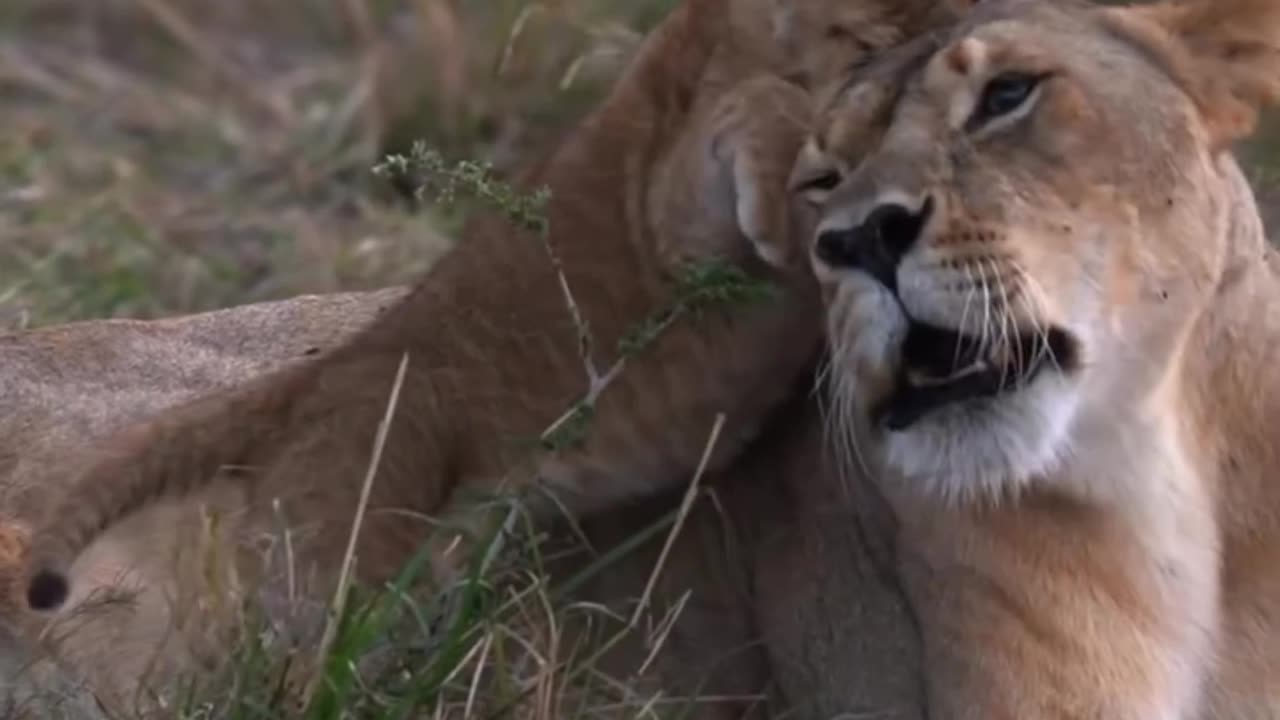 Pride#lion#lions#wildlife#animals#natgeowild