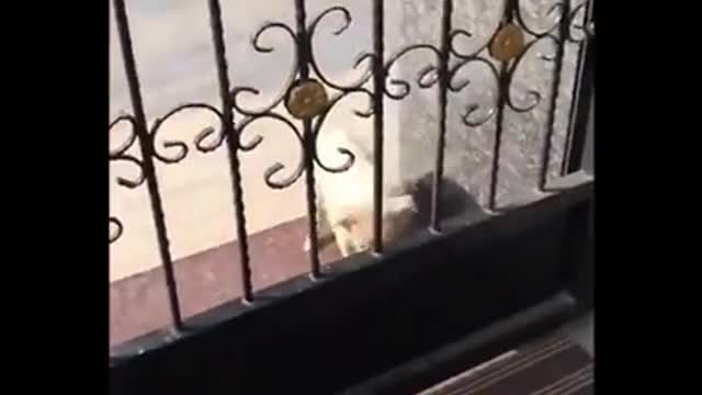 Dog funny video