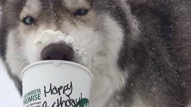 Puppachino and a Winter storm.