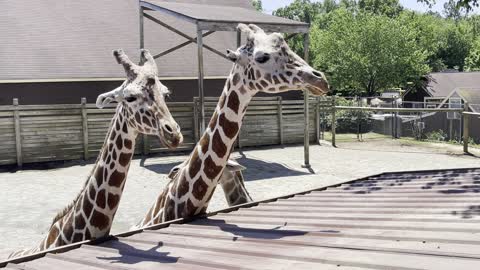 Giraffe Feeding Time!