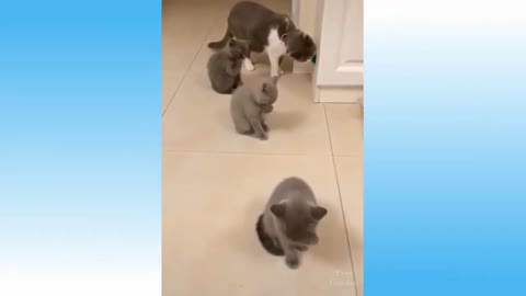 Kittens Act Synchronously