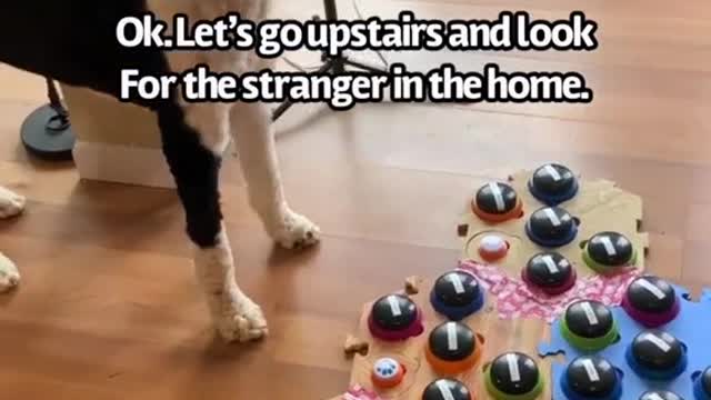 Documentary: puppies press the sound button