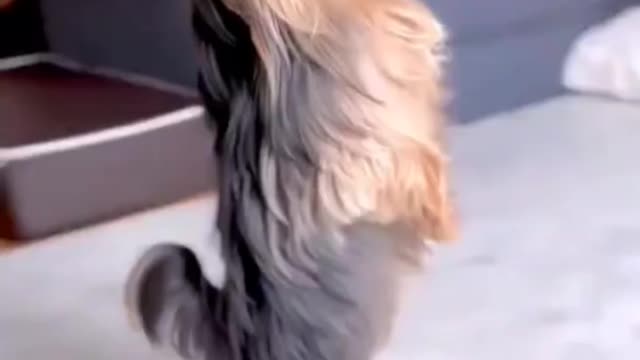 Yorkie dancing to impress owner , cuteness overloaded