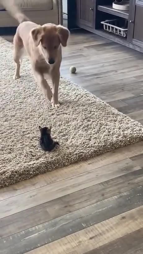 Dog Doesn't Know What to Do With Kitten #funny_clips #funnyanimals