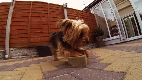 Stupid Dog!