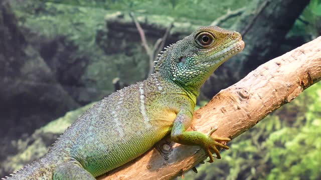 Green color reptile