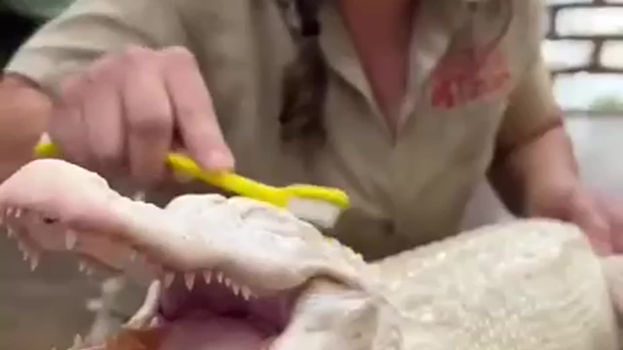 Crocodile Mood