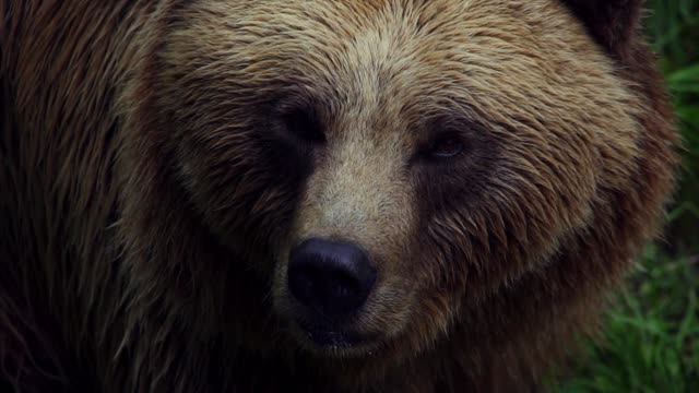 Brown (bear)