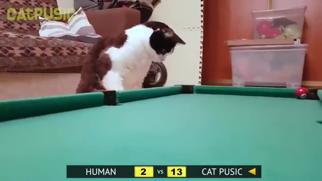 Billiards. Human vs Cat Pusic #cats #kittens #usa #canada #viral #animal