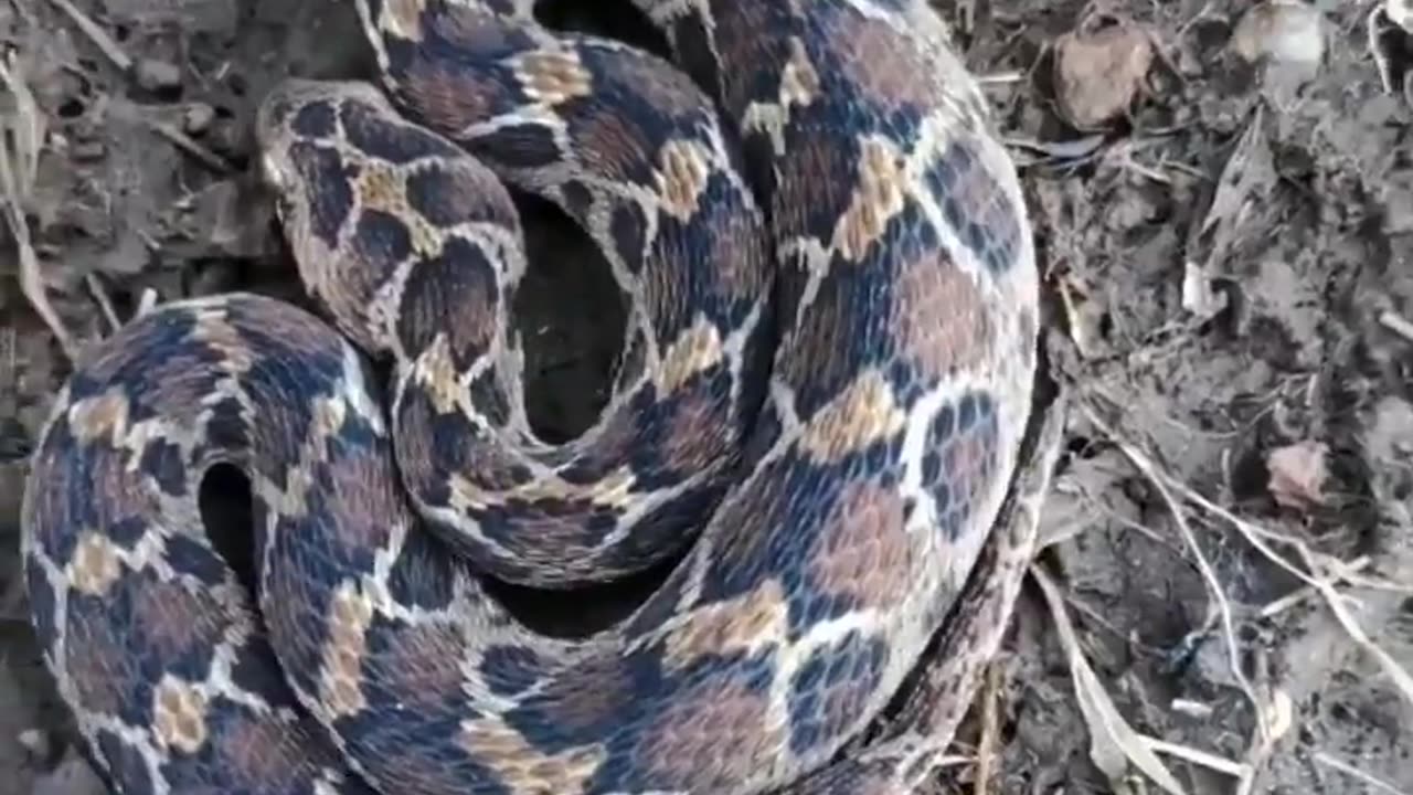 Wildlife in closer view with a natural perspective.