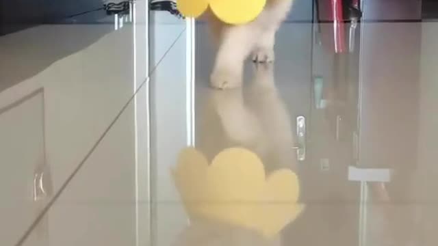 Cute Cat Model - Fashion Show - cute cat fashion show😻😻😻