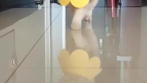 Cute Cat Model - Fashion Show - cute cat fashion show😻😻😻