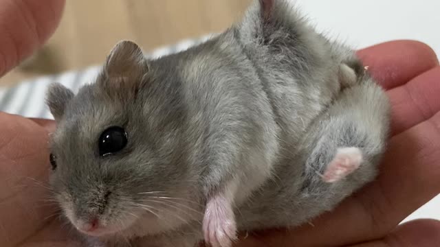 Hamster Practicing Yoga