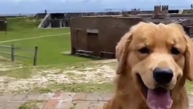 tucker is going to museum Charming Pets that Will Make Your Day 100% Better