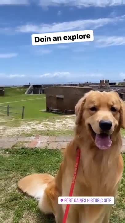 tucker is going to museum Charming Pets that Will Make Your Day 100% Better