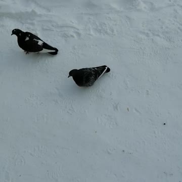 What charming pigeons.